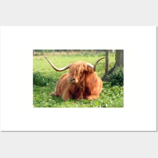 Heilan Coo Posters and Art